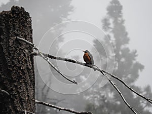 A bird on a tree in fog Sequoia National Park