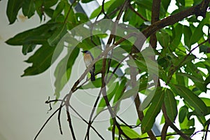 Bird on tree relaxing