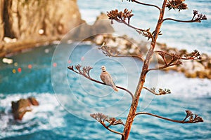 Bird on a tree and scenic view of marina in Manarola