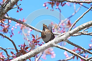 Bird on a tree - starling with food  seeds in its beak, on an pink sakura tree - the adult brings food for the young.