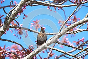 Bird on a tree - starling with food  seeds in its beak, on an pink sakura tree - the adult brings food for the young.