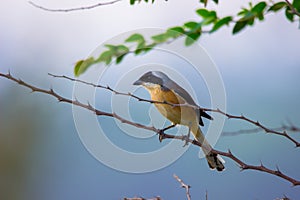 A bird on the tree top against the blue sky in the background