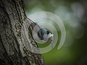 Bird on a tree