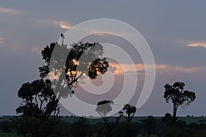 Bird and trees silhouetted at sunset