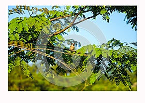 Bird on the treeï¼ŒBird on the tree, looking at the twig below