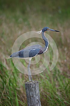 Bird - Tri Colored Heron