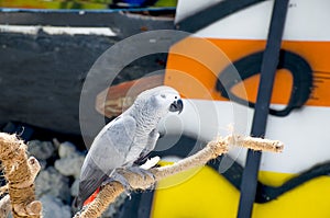 The bird tropical a beautiful big parro