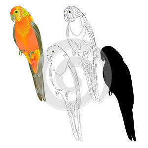 Bird tropical Parrot Sun Conure natural and outline and silhouette on a white background vector illustration editable