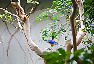 Bird tropics. Ueno zoo Tokyo Japan