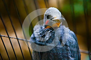 Bird tropics. Ueno zoo Tokyo Japan