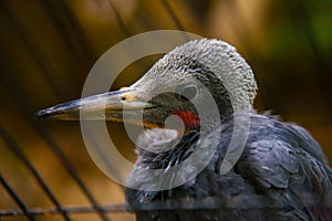 Bird tropics. Ueno zoo Tokyo Japan