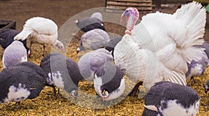 Bird turkeys and guinea fowls. bird turkeys. birds guinea fowl.