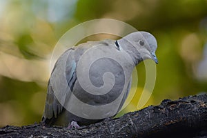 Bird turtledove sitting on a branch in nature