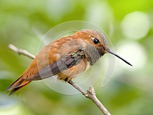 Bird on Twig photo