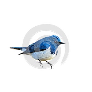 Bird (Ultramarine Flycatcher) isolated on white background