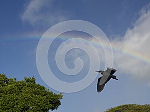 Bird under rainbow