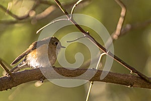 Bird uttarakhand indiab