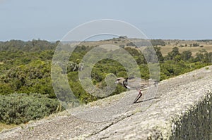 Bird Vanellus chilensis Quero-quero ready to fly on top of rock photo