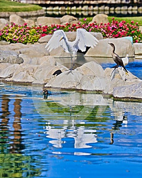 Bird variety Marriott Palm Desert California