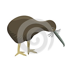 Bird vector vertebrate apteryx mantelli wildlife nature kiwi cartoon wing flying animal cute character. photo