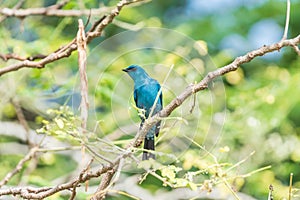 Pták ()  na strom v příroda divoký 