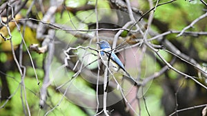 Bird verditer flycatcher on tree in nature wild