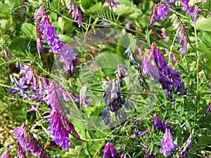 Bird Vetch is a purple flower weed vine