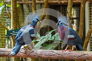 Bird,Victoria Crowned Pigeon - Goura victoria,Animal,Wildlife.