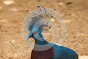 Bird,Victoria Crowned Pigeon - Goura victoria,Animal,Wildlife.