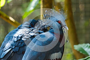 Bird,Victoria Crowned Pigeon - Goura victoria,Animal,Wildlife.