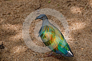 Bird,Victoria Crowned Pigeon - Goura victoria