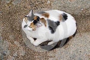 Bird view of a cat lying down on a rock