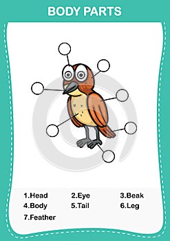 Bird vocabulary part of body,Write the correct numbers of body parts