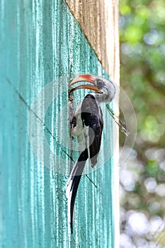 Bird Von der Decken`s Hornbill, Ethiopia wildlife