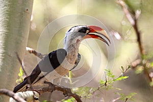 Bird Von der Decken`s Hornbill, Ethiopia wildlife