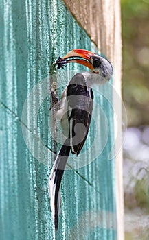 Bird Von der Deckens Hornbill, Ethiopia wildlife