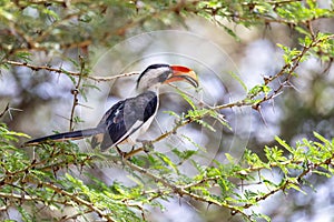 Bird Von der Deckens Hornbill, Ethiopia wildlife