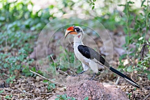 Bird Von der Deckens Hornbill, Ethiopia wildlife