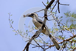 Bird Von der Deckens Hornbill, Ethiopia wildlife