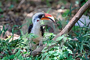 Bird Von der Deckens Hornbill, Ethiopia wildlife