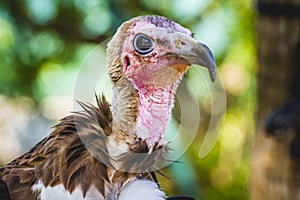 bird, Vulture detail scavenger head with large beak and intense look