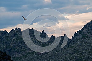 Bird vulture hovers over a mountain valley with sharp rocks. Vulture flies over the evening mountain valley