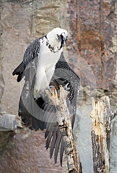 Bird Vulture Lammergeier