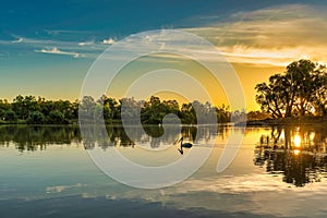 Bird wading in the Murray River at sunset.