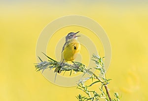 bird Wagtail flew on a summer flowering meadow clover and