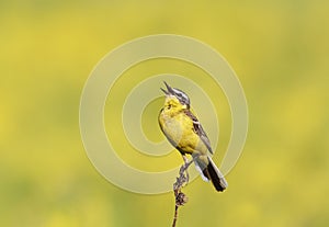 Bird the Wagtail sings on the Sunny bright meadow