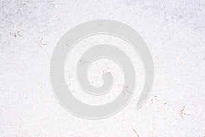 The bird walked through the first snow and left its footprints on it