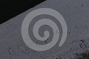 The bird walked through the first snow and left its footprints on it