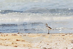 Bird walking at the beach