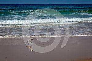 Bird walking on the beach